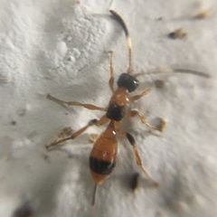 Aptesis nigrocincta