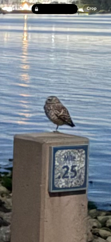 Burrowing Owl