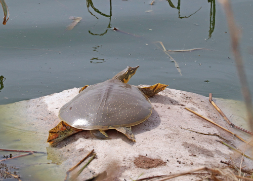 Spiny Softshell