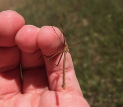 Apterobittacus apterus