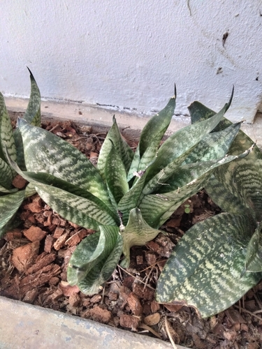 Dracaena trifasciata observed 2026-10-26