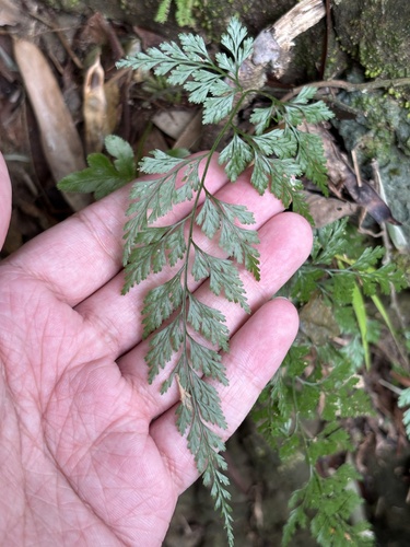 Onychium japonicum observed 2026-10-26