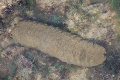 Stichopus herrmanni
