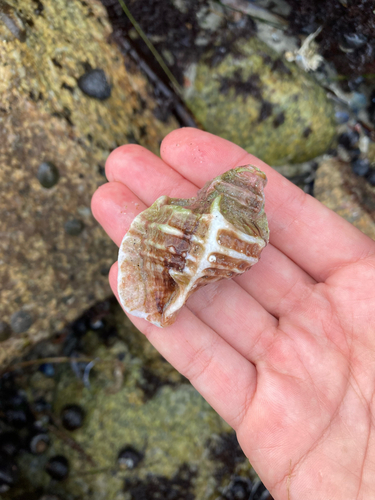 Ceratostoma foliatum observed 2026-10-25