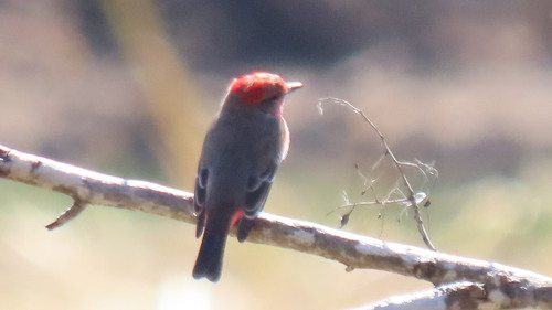 Mosquero cardenal