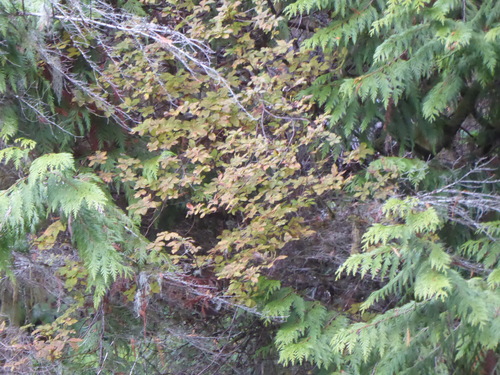 Rhododendron menziesii observed 2026-10-25