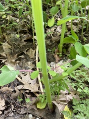 Impatiens pallida
