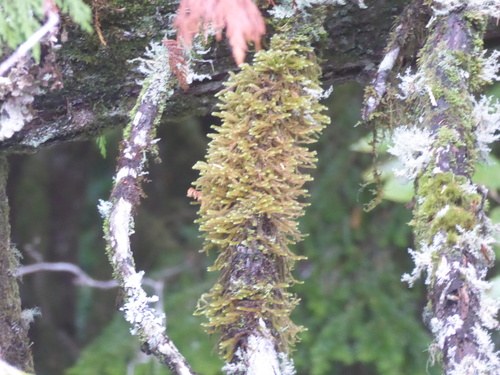 Antitrichia curtipendula observed 2026-10-25