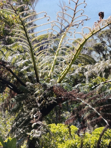 Sphaeropteris medullaris observed 2026-10-25