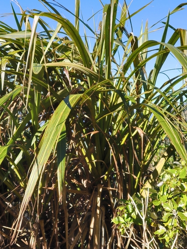 Cordyline banksii observed 2026-10-25