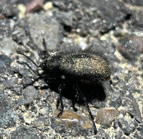 Eleodes tribulus