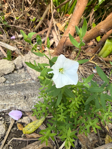 Linum monogynum observed 2026-10-26
