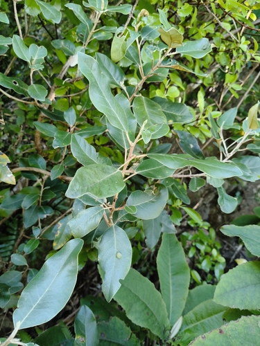 Olearia avicenniifolia observed 2026-10-25