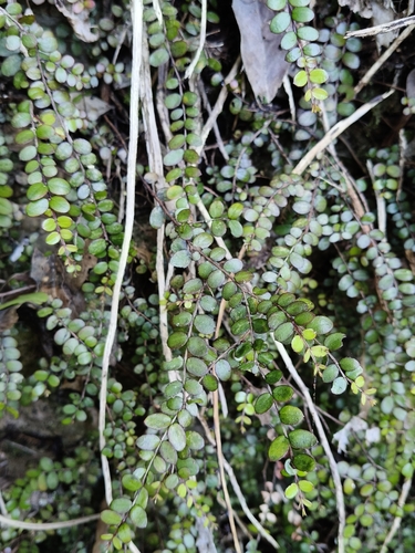 Metrosideros diffusa observed 2026-10-25