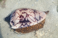 Cymbiola nobilis