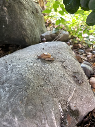 Cryptozona siamensis observed 2026-10-26