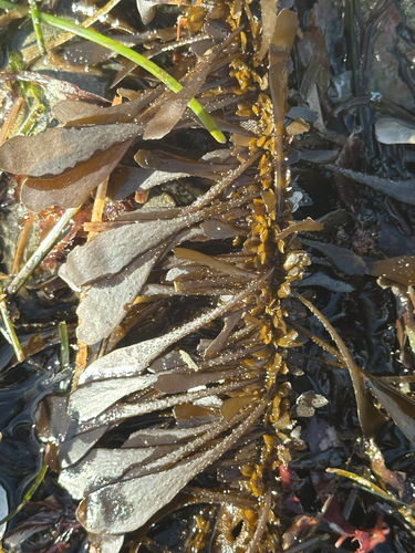 Egregia menziesii observed 2026-10-25