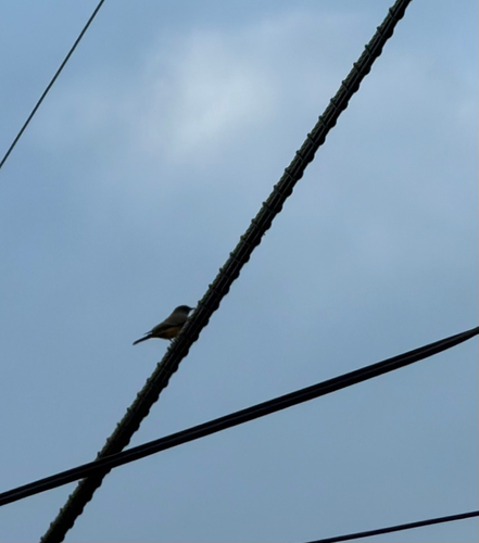 Say's Phoebe