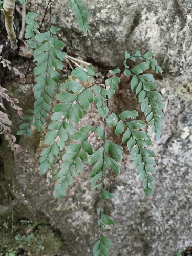 Adiantum formosum observed 2026-10-25