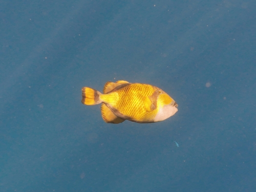 Balistoides viridescens observed 2026-10-24