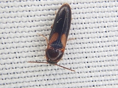 Ampedus areolatus