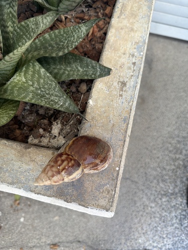 Achatina fulica observed 2026-10-26