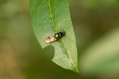 Chloromyia formosa