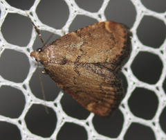 Hypsopygia phoezalis