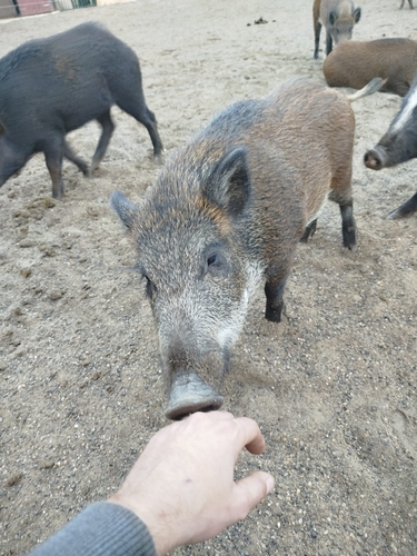 Sanglier