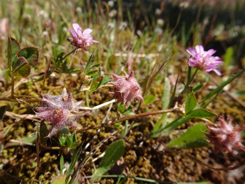 Reversed clover