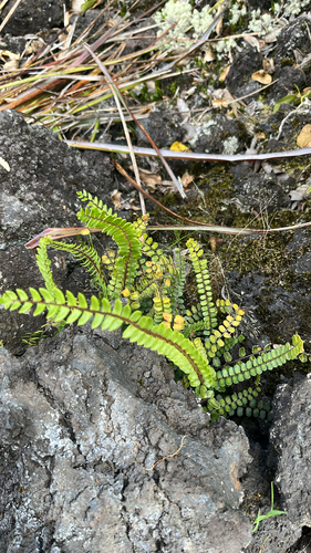 Pellaea rotundifolia observed 2026-10-26