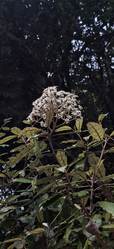 Olearia rani observed 2026-10-26