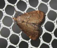 Hypsopygia phoezalis