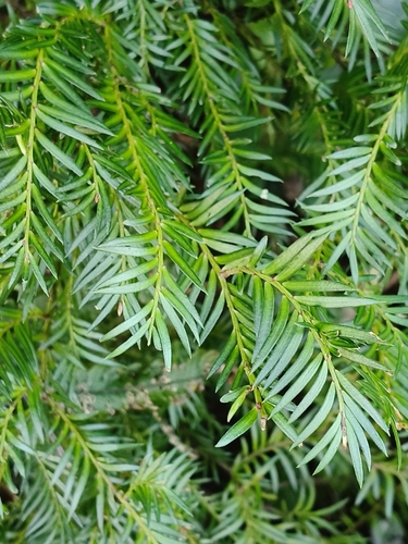 Prumnopitys ferruginea observed 2026-10-25