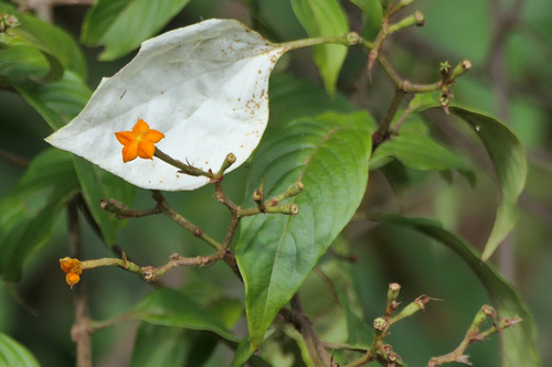 Mussaenda frondosa observed 2026-09-08
