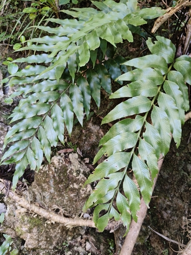 Asplenium obtusatum observed 2026-10-25