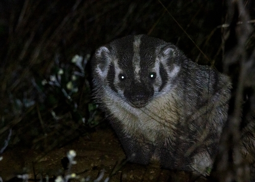 American Badger