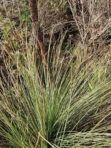 Xanthorrhoea australis observed 2026-10-26