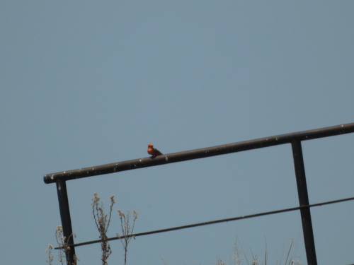 Mosquero cardenal