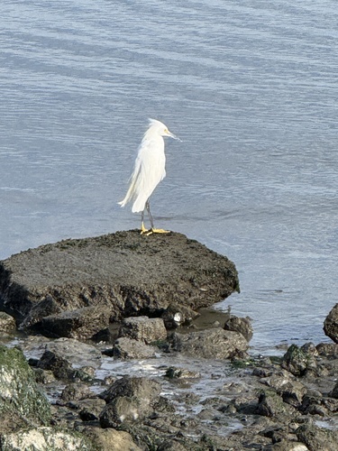 Snowy Egret