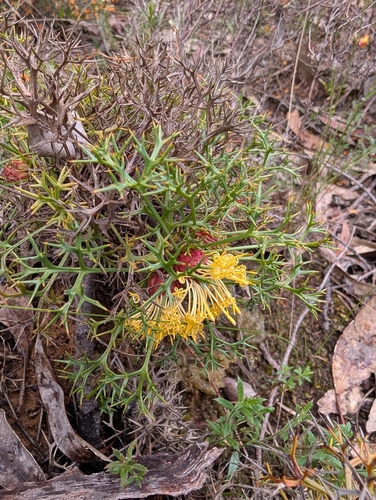 Isopogon ceratophyllus, 2026-10-26