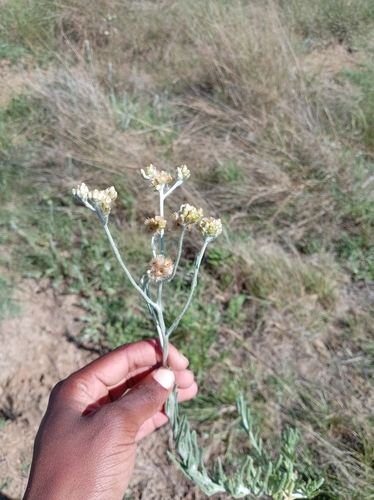 Helichrysum luteoalbum observed 2026-10-26
