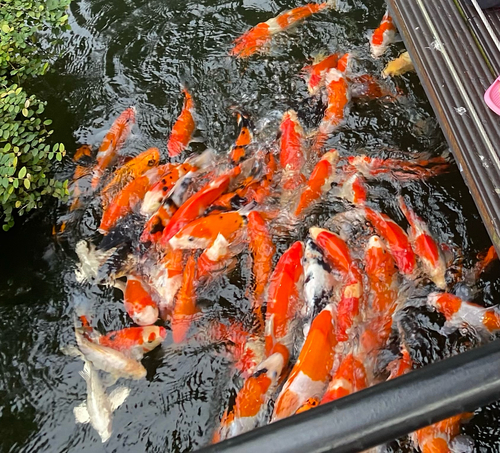 Amur Carp