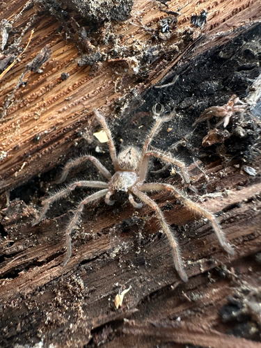 Giant Crab Spider