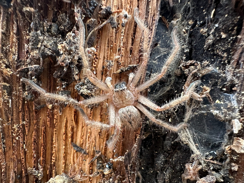 Giant Crab Spider