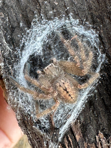 Giant Crab Spider