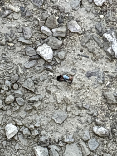Gelasimus tetragonon observed 2026-10-26