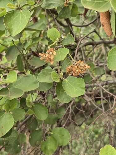Dombeya observed 2026-10-20