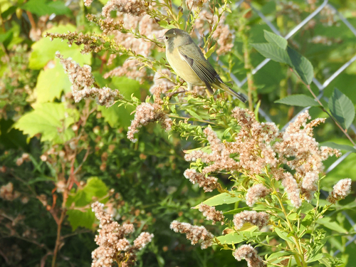Orange-crowned Warbler