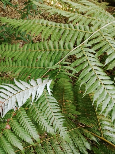 Cyathea observed 2026-10-26